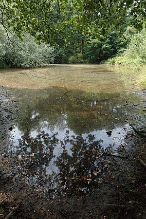 Wolffia arrhiza \ Wurzellose Zwerg-Wasserlinse / Water-Meal, NL Noord-Brabant, Best 26.7.2019
