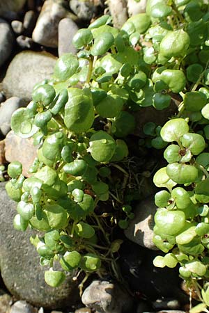 Nasturtium officinale \ Echte Brunnenkresse / Water Cress, NL Zuid-Limburg, Meers 28.9.2017