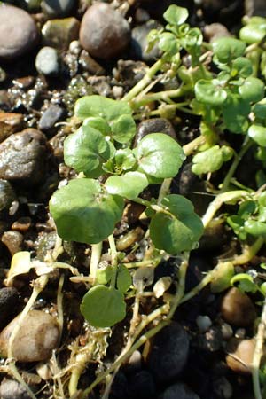 Nasturtium officinale \ Echte Brunnenkresse / Water Cress, NL Zuid-Limburg, Meers 28.9.2017