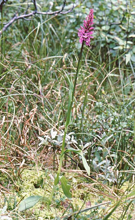 Dactylorhiza fuchsii subsp. punicea \ Lofoten-Fingerwurz, Lofoten-Knabenkraut / Lofoten Spotted Orchid, N  Stave 9.7.2006 (Photo: Jan & Liesbeth Essink)
