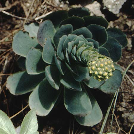 Aeonium diplocyclum \ Doppelkreis-Greenovia / Double Circle Aeonium, La Palma Casa del Monte 21.3.1996