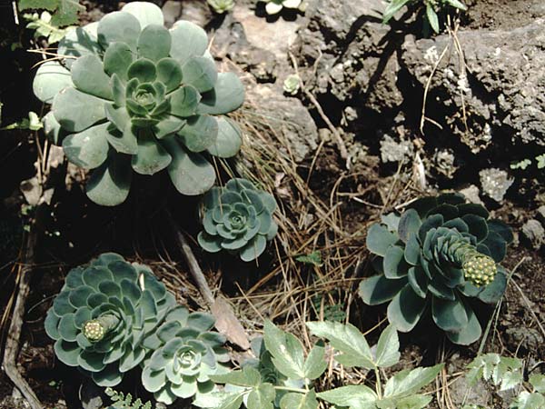 Aeonium diplocyclum \ Doppelkreis-Greenovia / Double Circle Aeonium, La Palma Casa del Monte 21.3.1996