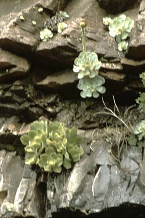 Aeonium diplocyclum \ Doppelkreis-Greenovia / Double Circle Aeonium, La Palma La Cumbrecita 25.3.1996