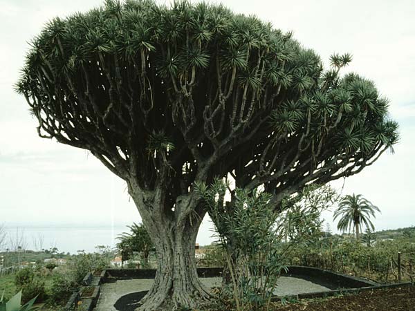 Dracaena draco \ Kanarischer Drachenbaum / Dragon Tree, La Palma Bre�a Alta 24.3.1996