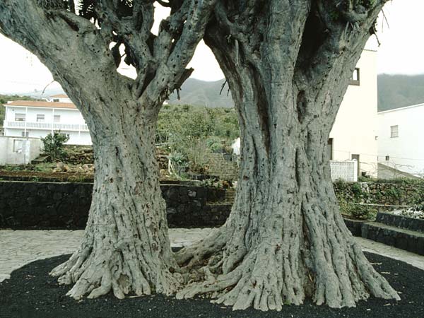 Dracaena draco \ Kanarischer Drachenbaum / Dragon Tree, La Palma Bre�a Alta 24.3.1996