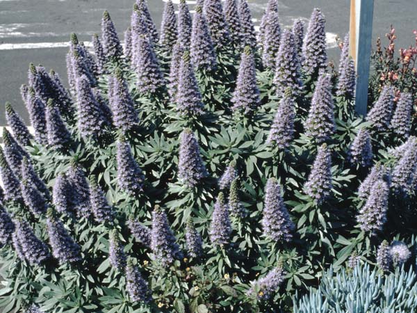 Echium webbii \ Webbs Natternkopf / Webb's Viper's Bugloss, La Palma Bre�a Baja 27.3.1996