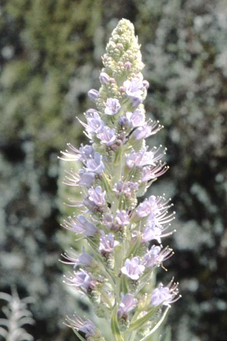 Echium virescens \ Natternkopf / Viper's Bugloss, La Palma La Cumbrecita 14.3.1996