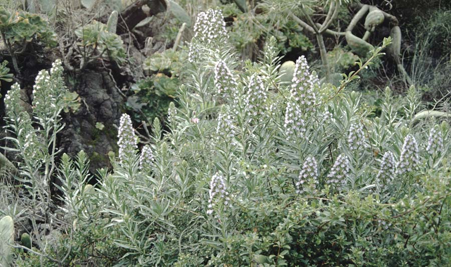 Echium virescens \ Natternkopf / Viper's Bugloss, La Palma Caldera Taburiente 15.3.1996