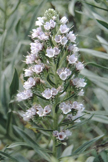 Echium virescens \ Natternkopf / Viper's Bugloss, La Palma Caldera Taburiente 15.3.1996