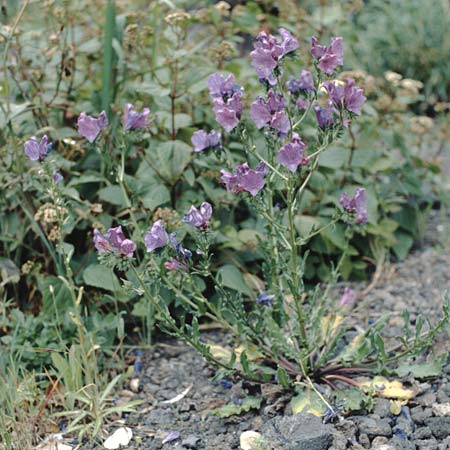 Echium plantagineum \ Wegerich-Natternkopf / Purple Viper's Bugloss, La Palma Belmaco 16.3.1996