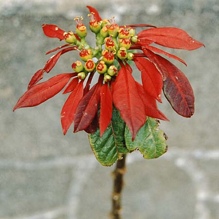 Euphorbia pulcherrima \ Weihnachtsstern / Painted Leaf, Common Poinsettia, La Palma Bre�a Alta 24.3.1996