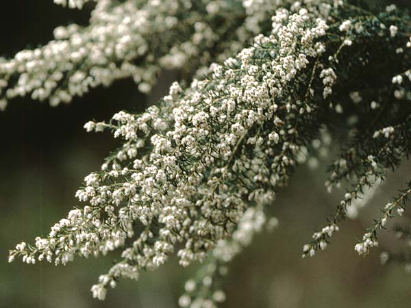 Erica arborea \ Baum-Heide / Tree Heather, La Palma El Pilar 18.3.1996