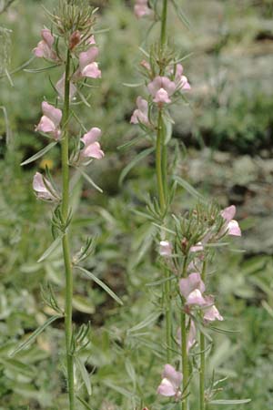 Misopates orontium \ Acker-Lwenmaul, Groer Orant / Weasel's-Snout, Lesser Snapdragon, La Palma La Cumbrecita 14.3.1996