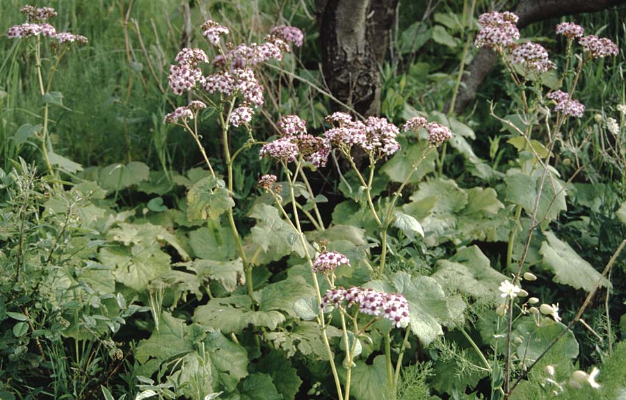 Senecio papyraceus \ Papier-Cinerarie / Paper Cineraria, La Palma Puntagorda 17.3.1996