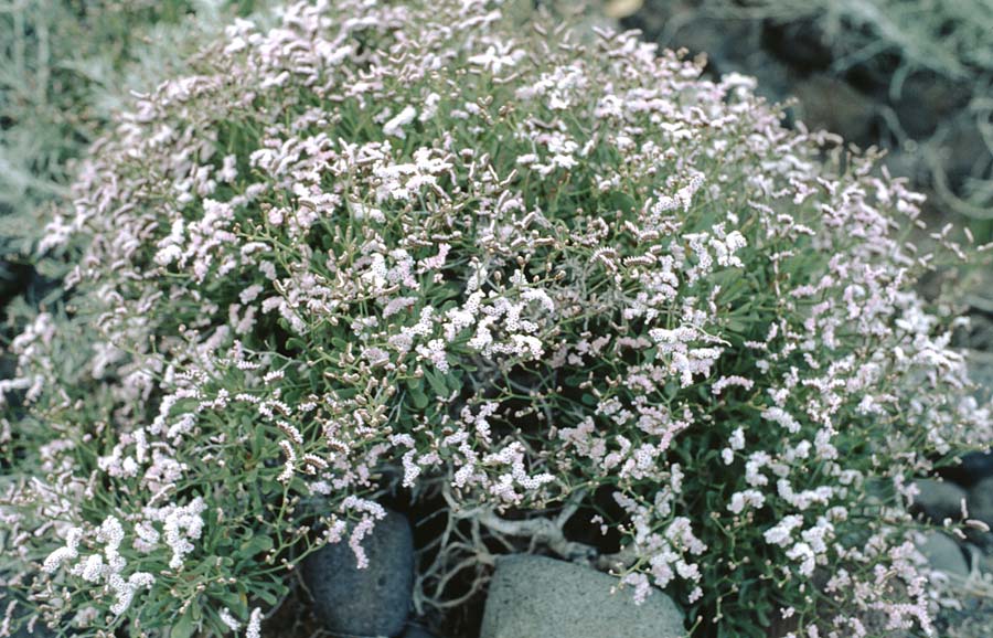 Heliotropium curassavicum \ Curacao-Sonnenwende / Salt Heliotrope, La Palma Mazo 16.3.1996