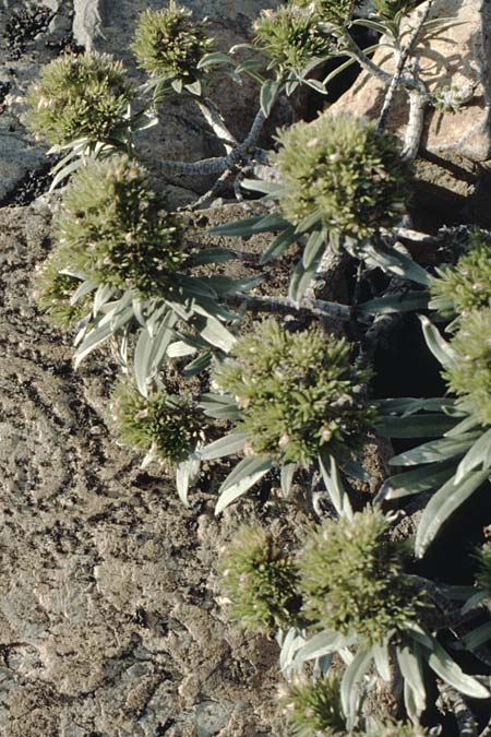 Echium brevirame \ Natternkopf / Bugloss, La Palma Roque Teneguia 19.3.1996