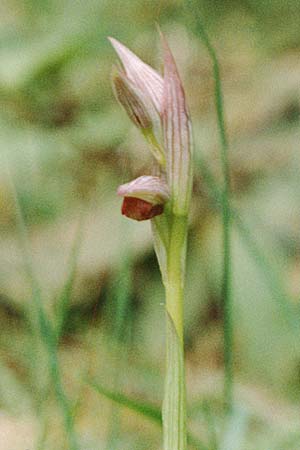 Serapias parviflora \ Kleinblütiger Zungenständel, La Palma,  Casa del Monte 21.3.1996 
