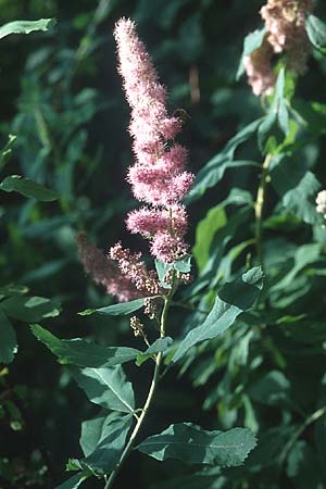 Spiraea salicifolia \ Weidenblttriger Spierstrauch / Willowleaf Meadowsweet, Bridewort, PL Augustow 30.7.2005
