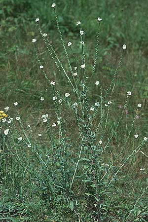 Berteroa incana \ Graukresse / Hoary Alyssum, PL Augustow 30.7.2005