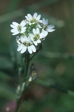Berteroa incana \ Graukresse / Hoary Alyssum, PL Augustow 30.7.2005