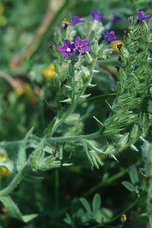 Anchusa officinalis \ Gewhnliche Ochsenzunge / Common Bugloss, PL Augustow 30.7.2005