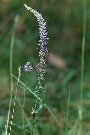 Veronica spicata \ hriger Blauweiderich, hriger Ehrenpreis / Spiked Speedwell, PL Augustow 30.7.2005