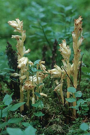 Monotropa hypopitys \ Gewhnlicher Fichtenspargel / Yellow Bird's-Nest, PL Augustow 30.7.2005