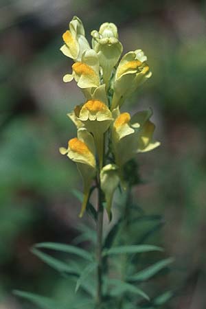 Linaria vulgaris, Common Toadflax Linaria vulgaris, Common Toadflax