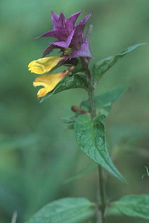 Melampyrum nemorosum \ Hain-Wachtelweizen / Blue Cow-Wheat, PL Augustow 29.7.2005