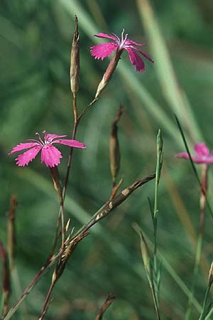 Dianthus deltoides \ Heide-Nelke / Maiden Pink, PL Augustow 30.7.2005