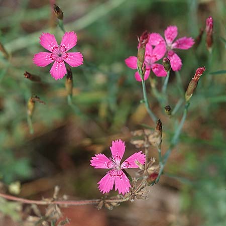 Dianthus deltoides \ Heide-Nelke / Maiden Pink, PL Augustow 30.7.2005