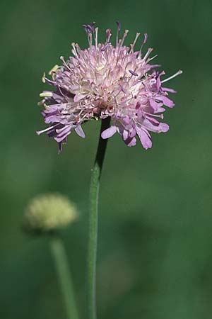 Knautia arvensis \ Acker-Witwenblume / Field Scabious, PL Augustow 30.7.2005