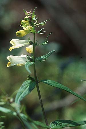 Melampyrum pratense \ Gewhnlicher Wachtelweizen, Wiesen-Wachtelweizen / Common Cow-Wheat, PL Augustow 30.7.2005