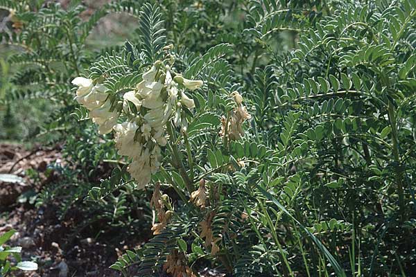 Astragalus lusitanicus subsp. lusitanicus \ Portugiesischer Tragant / Iberian Milk-Vetch, P Serra da Arrabida 27.3.2002