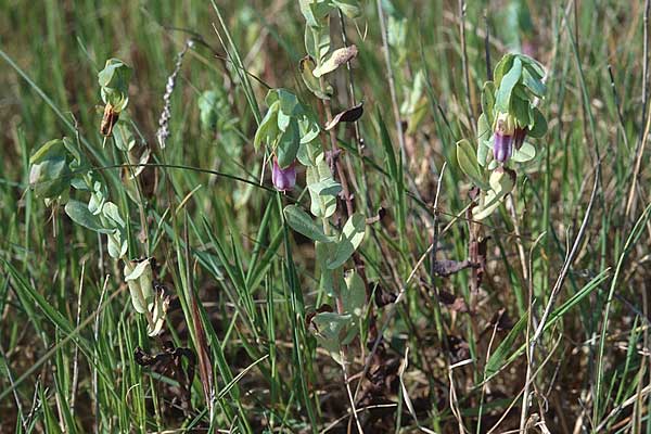Cerinthe major \ Gro�e Wachsblume / Greater Honeywort, P Lissabon 27.3.2002