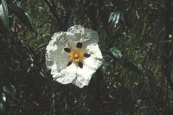 Cistus ladanifer \ Lack-Zistrose / Gum Rock-Rose, P Alentejo 26.4.1988