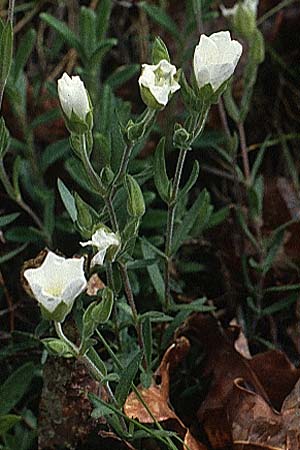 Cerastium dichotomum ? \ Gabeliges Hornkraut / Forked Mouse-Ear, P Serra de Caramulo 22.4.1988