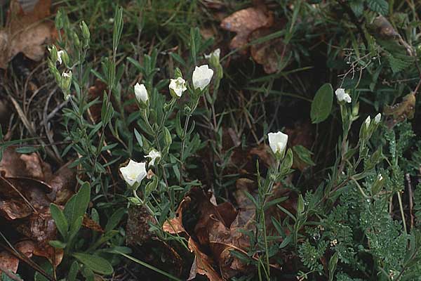 Cerastium dichotomum ? \ Gabeliges Hornkraut / Forked Mouse-Ear, P Serra de Caramulo 22.4.1988