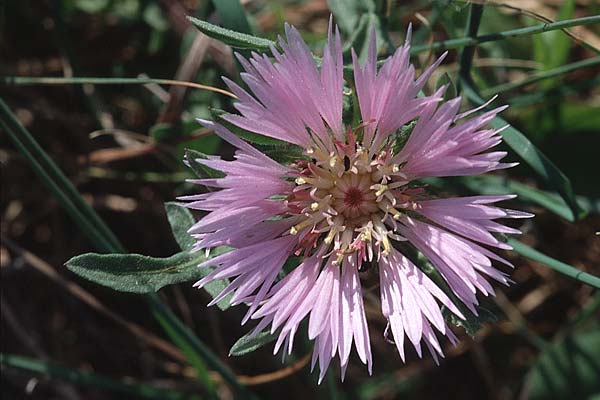 Centaurea pullata \ Br&auml;unliche Flockenblume / Purple Knapweed, P Lissabon 27.3.2002