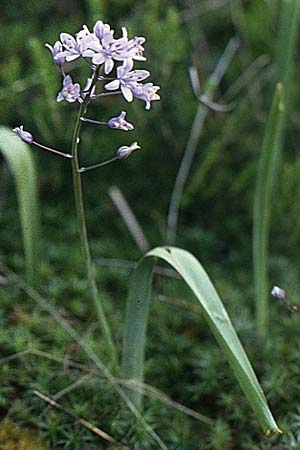Scilla monophyllos \ Einbl&auml;ttriger Blaustern / One-Leaved Squill, P Serra de Caramulo 22.4.1988