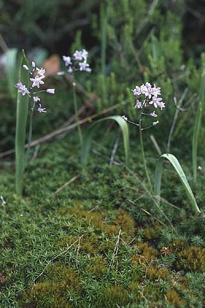 Scilla monophyllos \ Einbl&auml;ttriger Blaustern / One-Leaved Squill, P Serra de Caramulo 22.4.1988