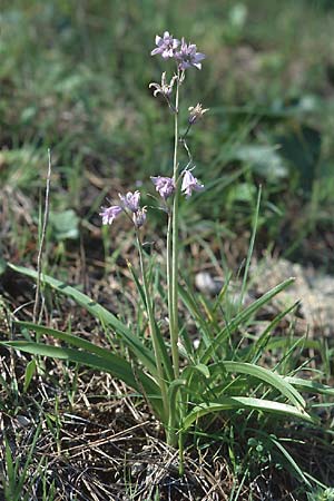 Hyacinthoides hispanica \ Spanisches Hasenglckchen / Spanish Bluebell, P Serra da Arrabida 27.3.2002