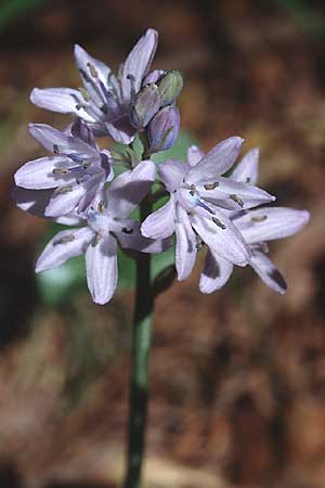 Hyacinthoides hispanica \ Spanisches Hasenglckchen / Spanish Bluebell, P Sierra de Sintra 27.3.2002