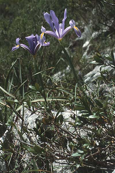 Iris xiphium \ Spanische Schwertlilie / Spanish Iris, P Serra da Arrabida 25.4.1988