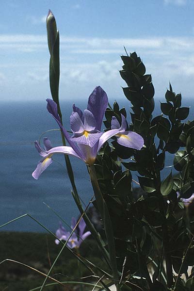 Iris xiphium \ Spanische Schwertlilie / Spanish Iris, P Serra da Arrabida 25.4.1988