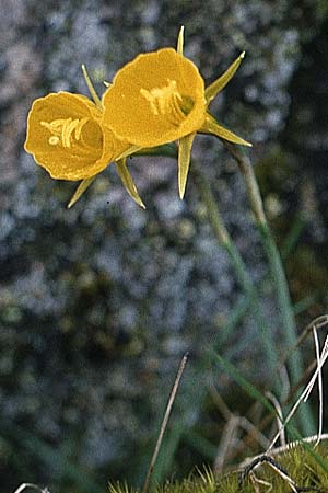 Narcissus bulbocodium \ Reifrock-Narzisse / Hoop Petticoat Daffodil, P Serra de Caramulo 22.4.1988