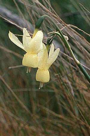 Narcissus triandrus \ Engelstr&auml;nen-Narzisse / Triandrus Daffodil, P Serra de Caramulo 22.4.1988