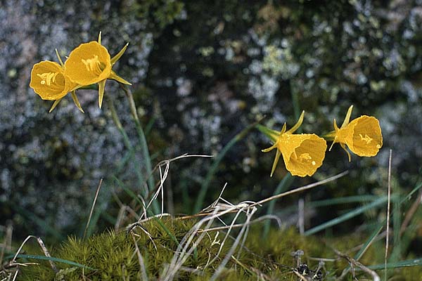 Narcissus bulbocodium \ Reifrock-Narzisse / Hoop Petticoat Daffodil, P Serra de Caramulo 22.4.1988