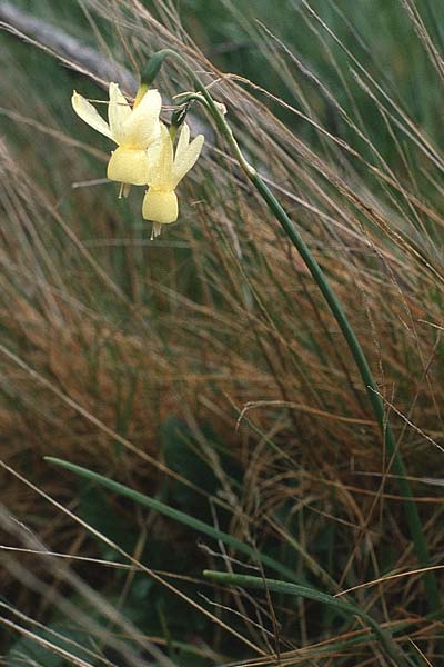 Narcissus triandrus \ Engelstr&auml;nen-Narzisse / Triandrus Daffodil, P Serra de Caramulo 22.4.1988