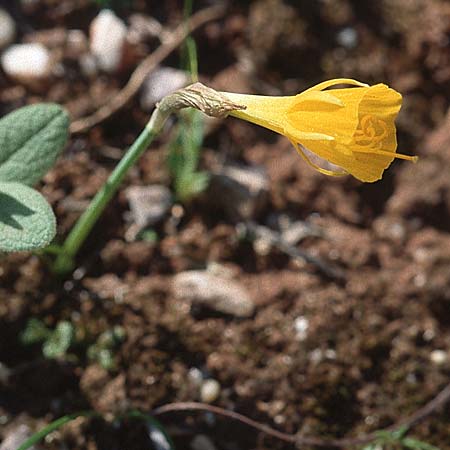 Narcissus bulbocodium \ Reifrock-Narzisse / Hoop Petticoat Daffodil, P Serra da Arrabida 27.3.2002